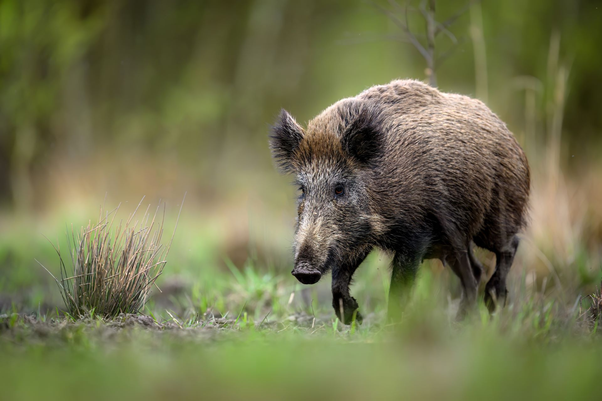 Jagdausrüster Holger Haas e.K. - Wildschwein im Gras