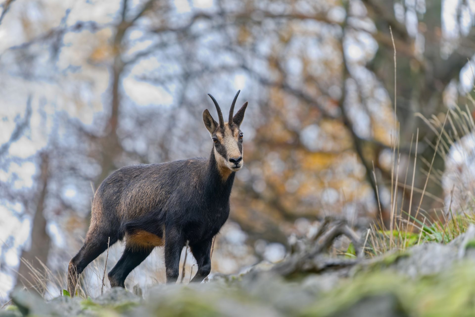 Jagdausrüster Holger Haas e.K. - Antilope