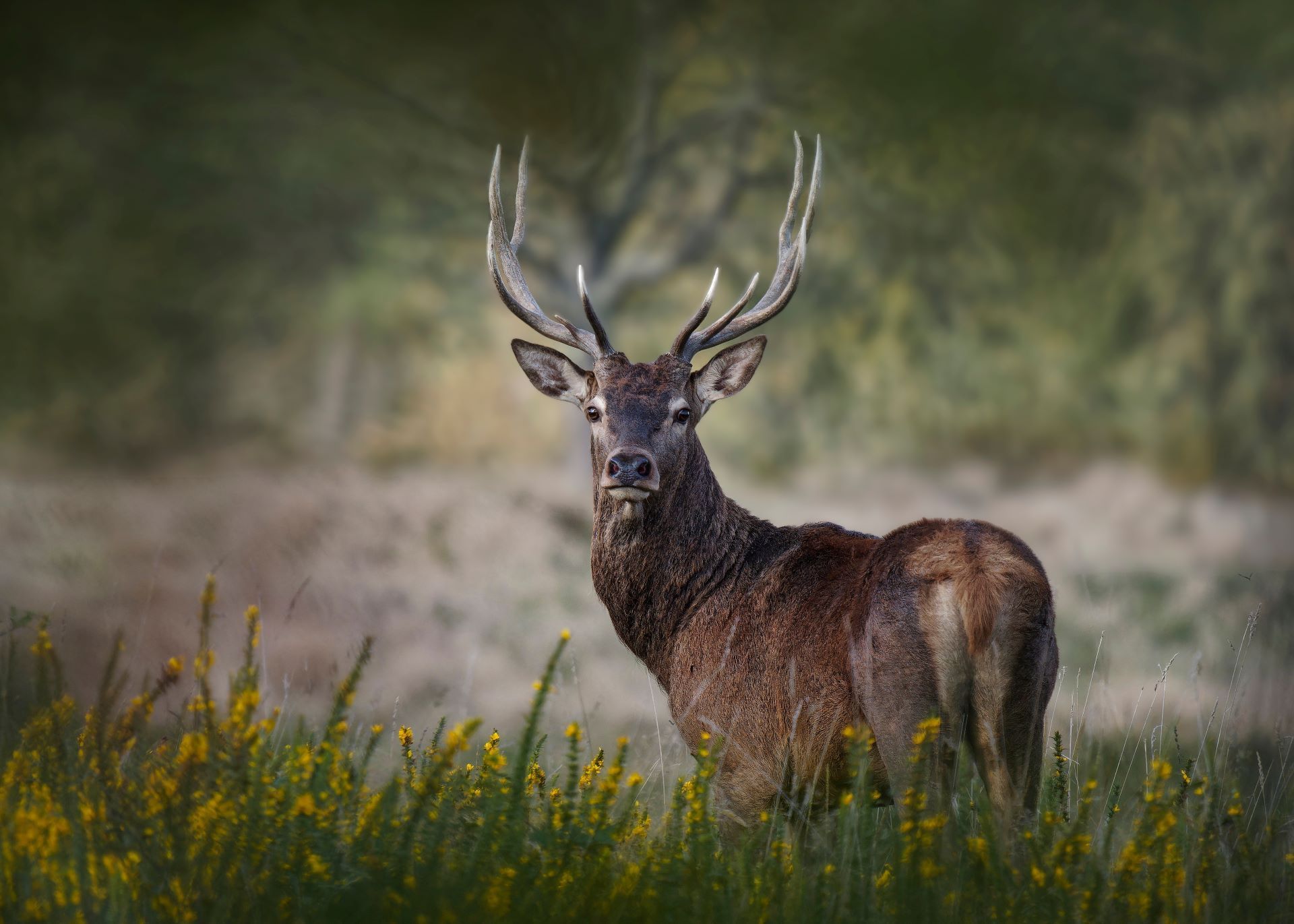 Jagdausrüster Holger Haas e.K. - Hirsch