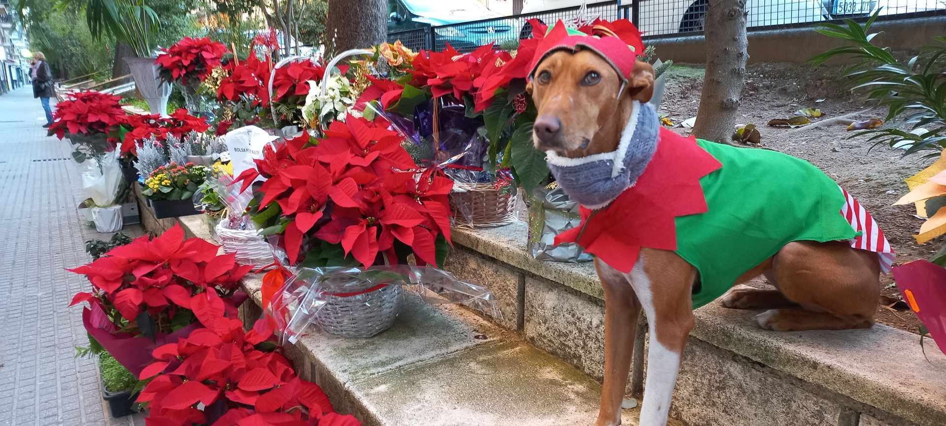 Un perro vestido de elfo está sentado frente a una hilera de plantas de flor de Pascua.