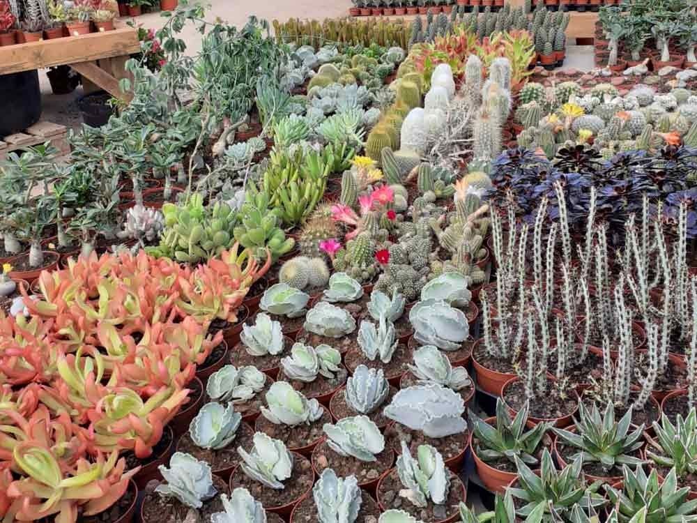 Cactus de TAHICHE GARDEN LANZAROTE