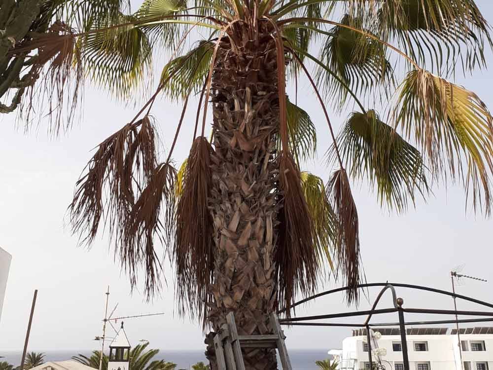 Palmeras de TAHICHE GARDEN LANZAROTE