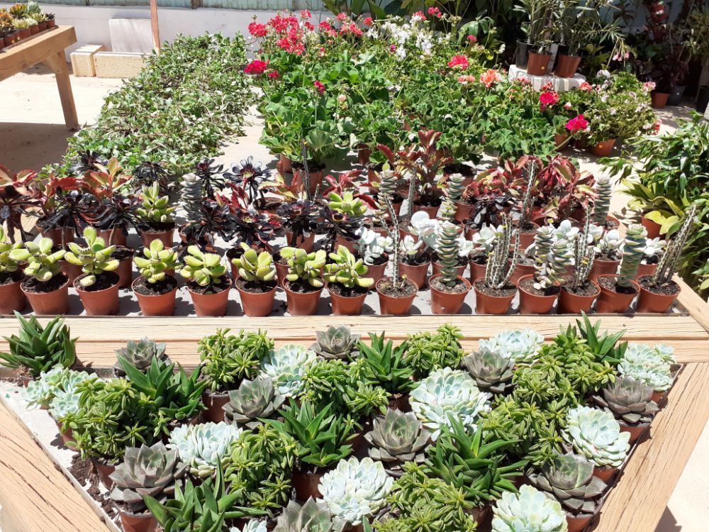 Suculentas de TAHICHE GARDEN LANZAROTE