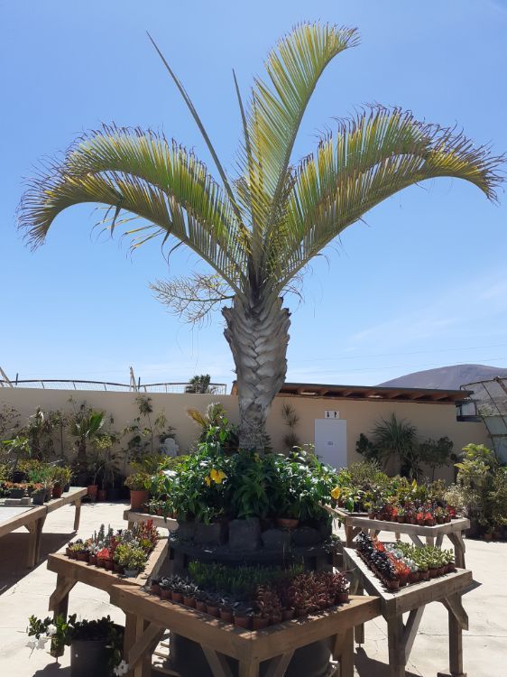 Plantas de TAHICHE GARDEN LANZAROTE