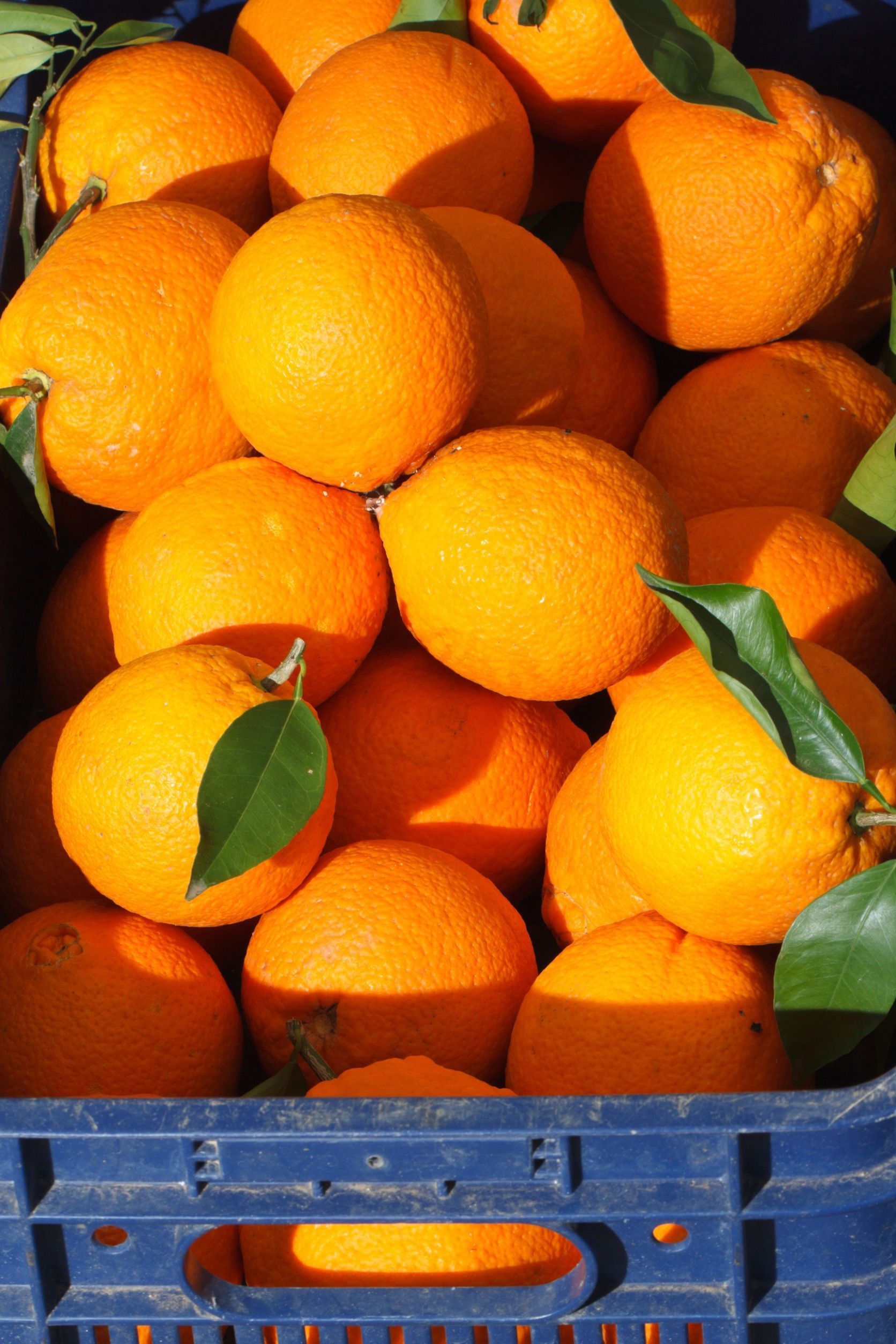 Una caja azul llena de naranjas con hojas verdes