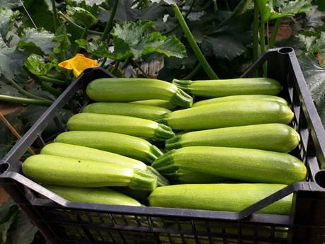 Una persona sostiene un manojo de calabacines en sus manos.