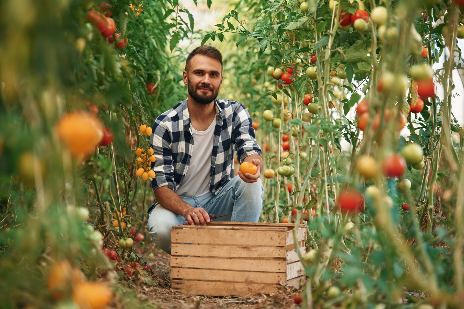 Profesional en un invernadero con una caja de tomates