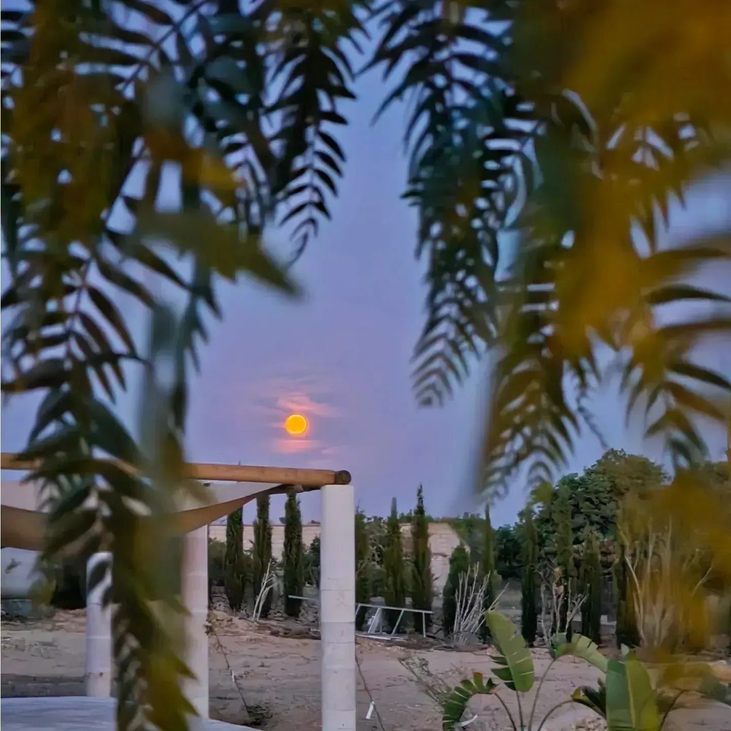 Puesta de sol sobre un sendero ajardinado enmarcado por hojas de palmera y columnas blancas.