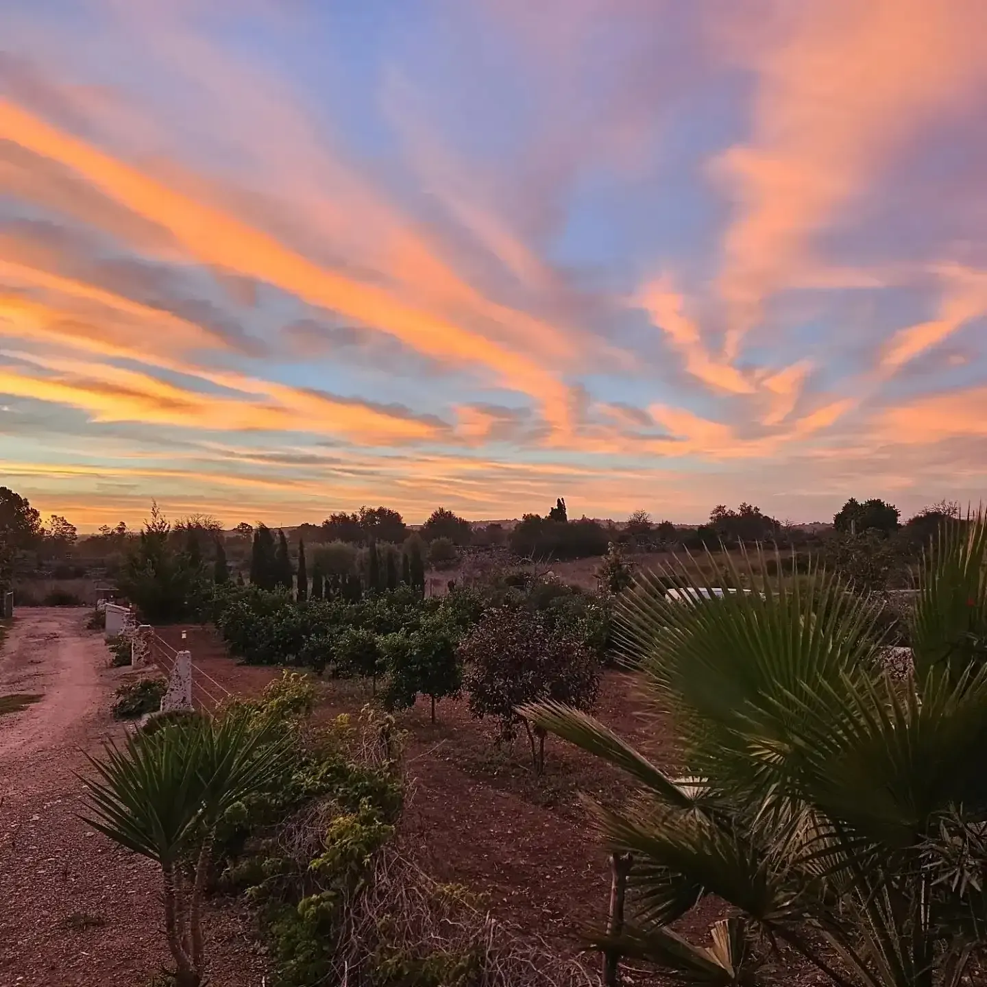Puesta de sol sobre un jardín paisajístico con palmeras y nubes de color rosa anaranjado.