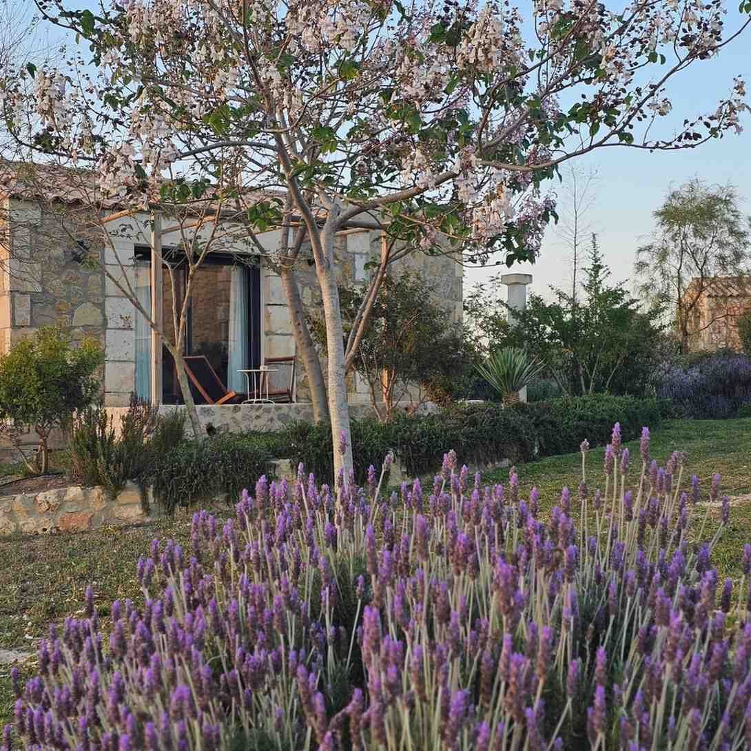 Jardín con flores moradas y un árbol frente a una casa moderna al atardecer.