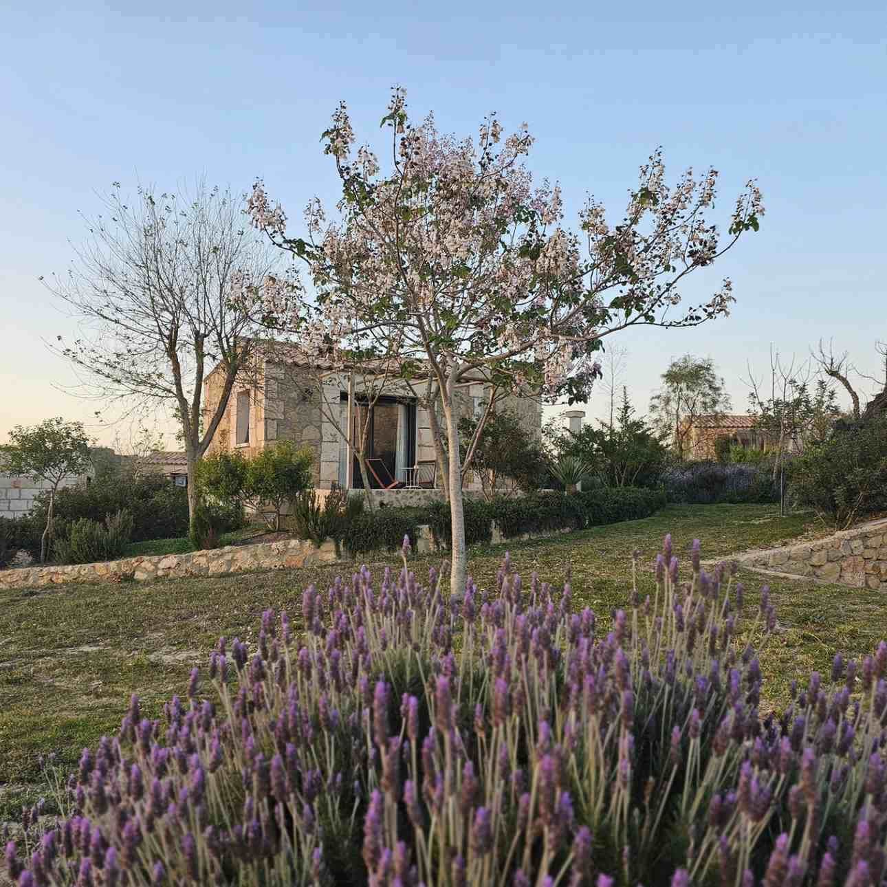 Un jardín con flores moradas, un arbolito y una casa al fondo al atardecer.