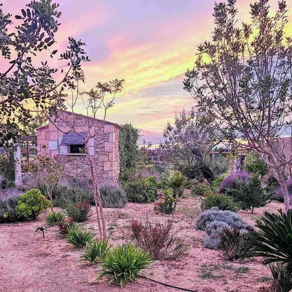 Puesta de sol púrpura sobre un jardín desértico con arbustos, árboles y una pequeña casa de piedra.