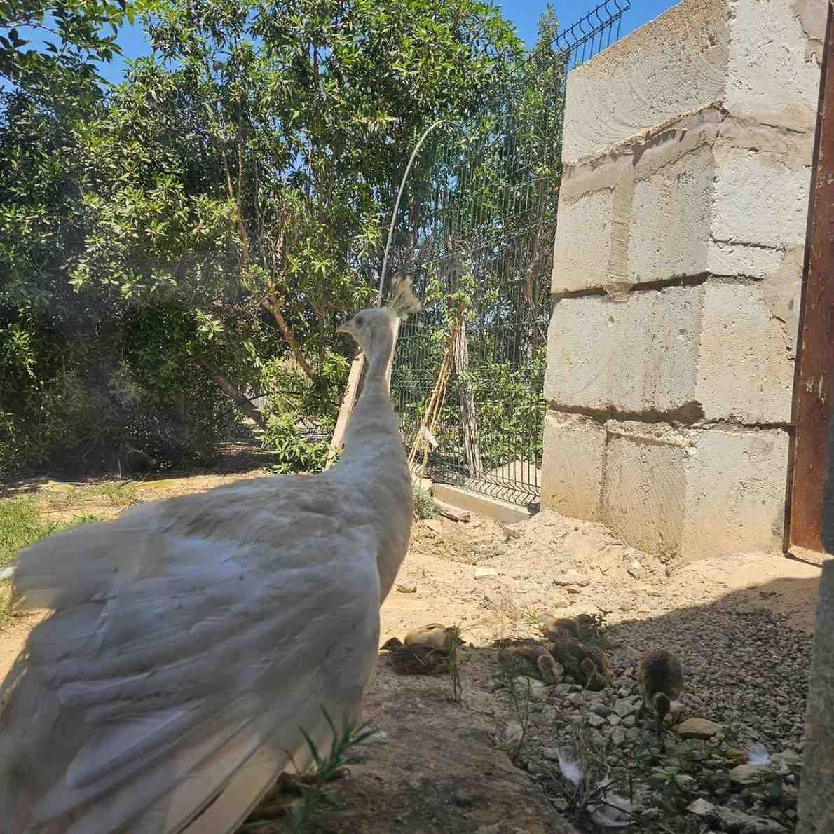 Un pavo real blanco se encuentra en un jardín soleado junto a un muro de piedra y una puerta.