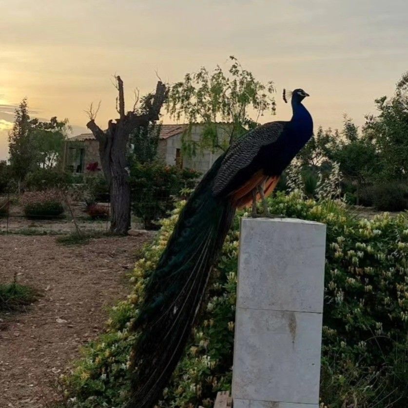 Un pavo real posado sobre un poste blanco en un jardín al atardecer, con árboles y arbustos al fondo.