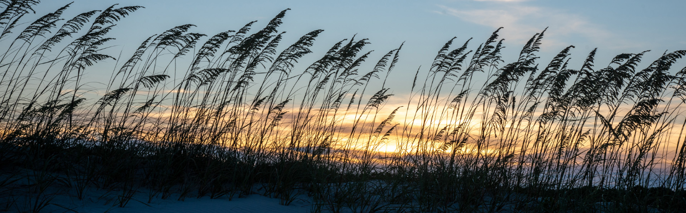 Wooden walkway leading to a sandy beach with tall grasses and the ocean on a bright day.