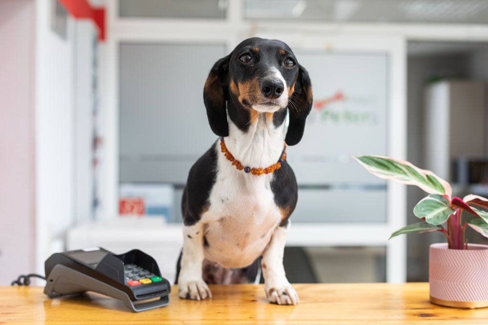 Ein kleiner schwarz-brauner Hund sitzt auf einem Holztisch neben einer Kasse und einer Topfpflanze.