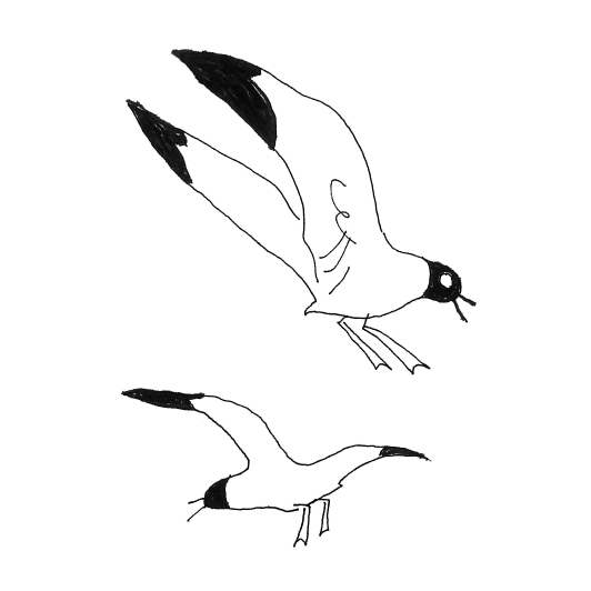 Un dessin en noir et blanc de deux mouettes volant dans les airs