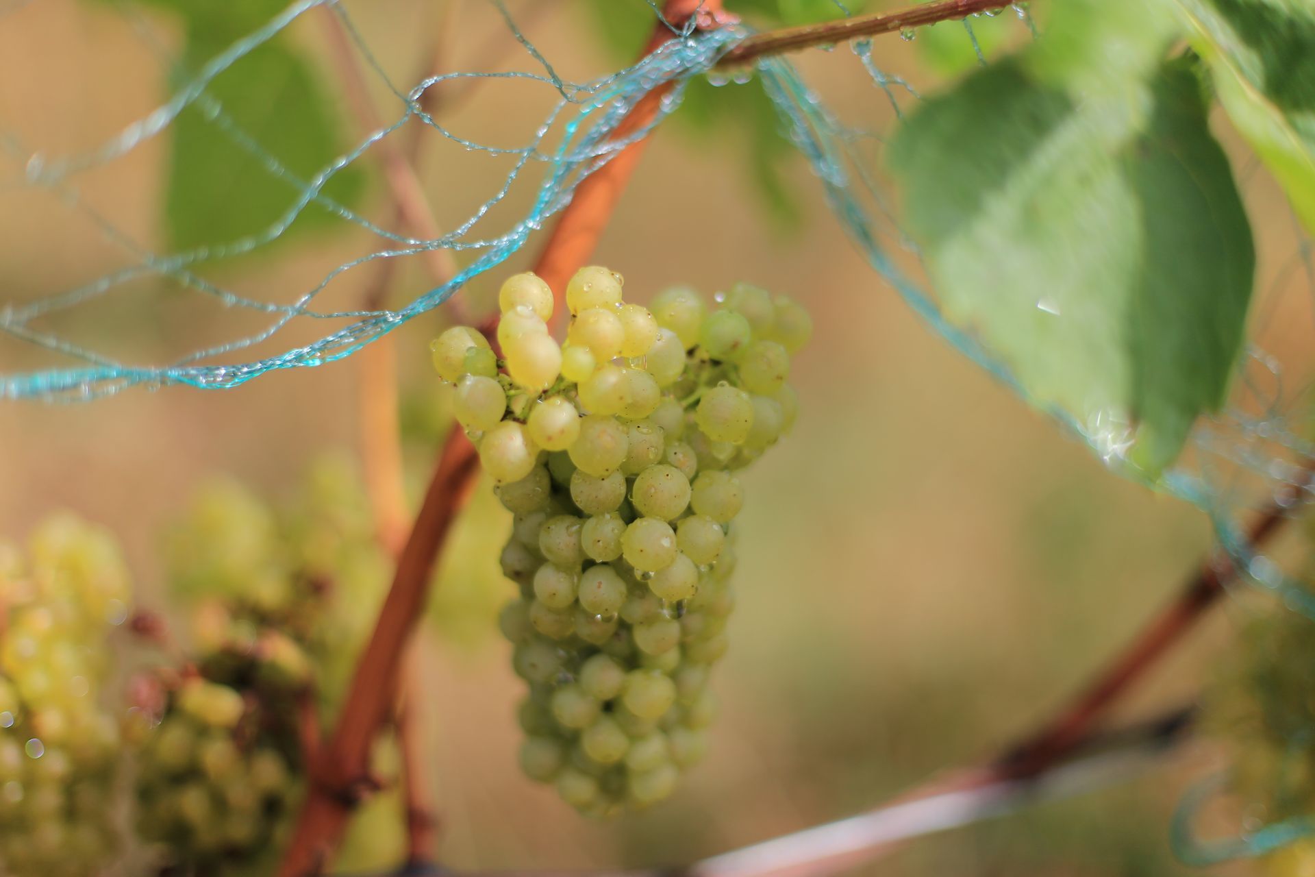 Viticulture biologique et biodynamie au Domaine Mermetus