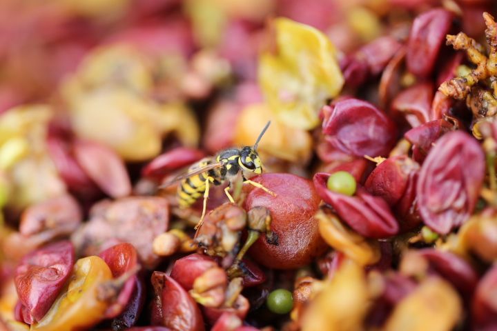 Domaine Mermetus: de la NAISSANCE DU VIN. àl'ELEVAGE en cuve ou en pièces de chêne.