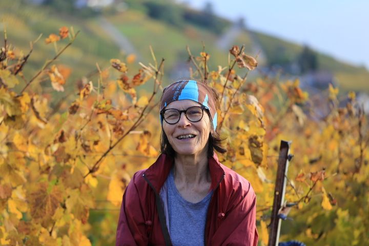 Vendanges 
