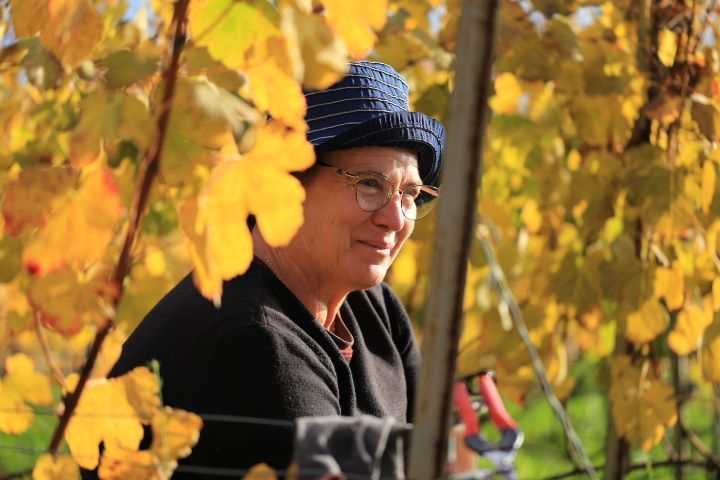 Effeuilles, vendanges