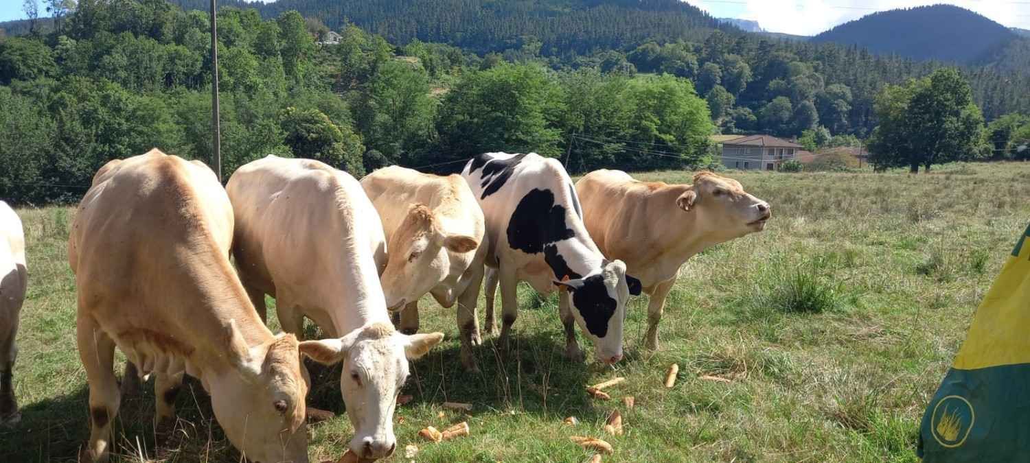Un grupo de vacas descansando en un corral de tierra junto a una ladera cubierta de hierba y árboles, bajo un cielo nublado.