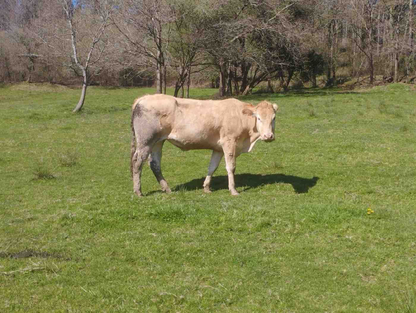 Tres vacas pálidas pastando en un campo montañoso cubierto de hierba, con una granja al fondo bajo un cielo nublado.
