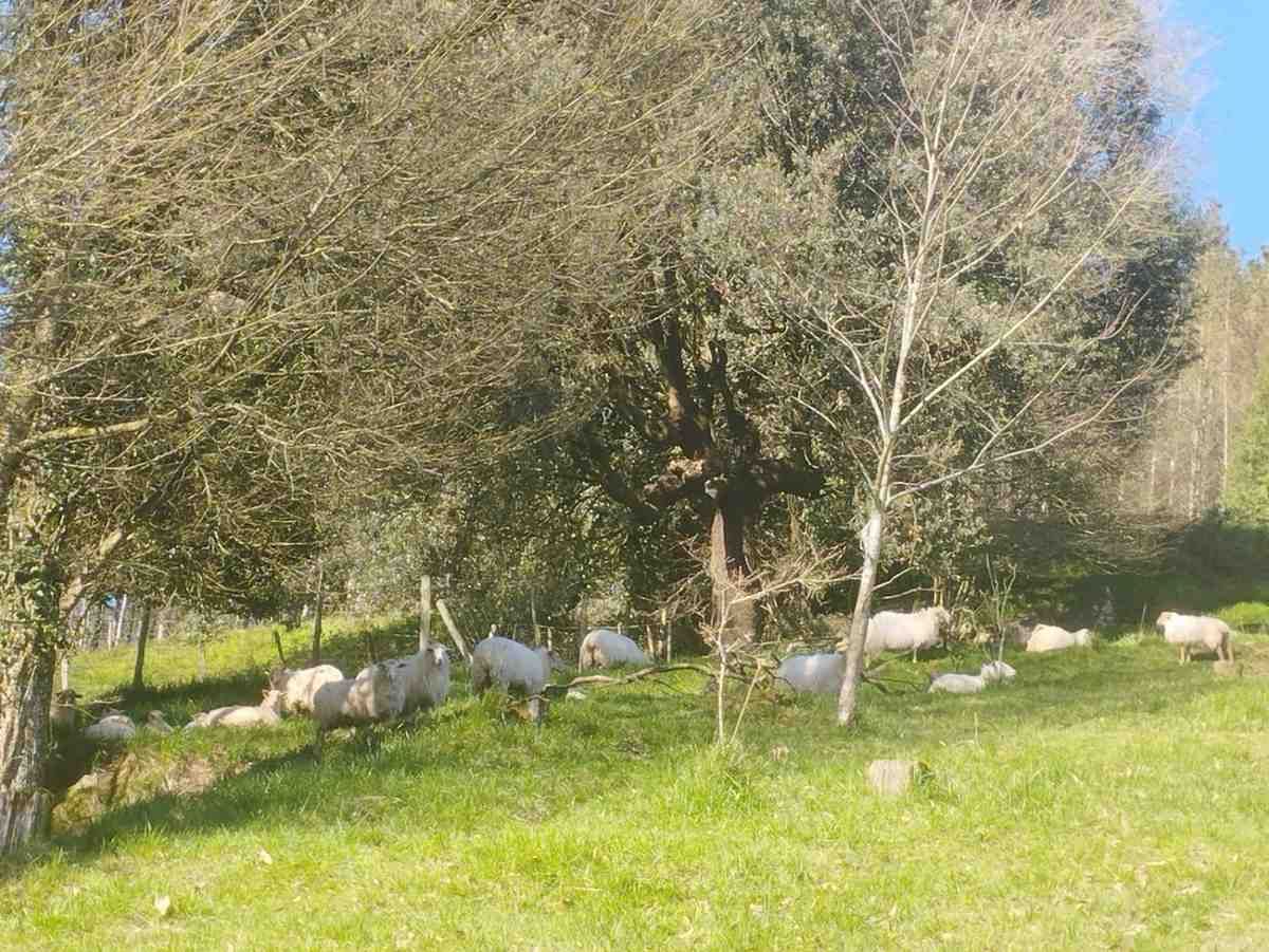 Un grupo de vacas descansando en un corral de tierra junto a una ladera cubierta de hierba y árboles, bajo un cielo nublado.