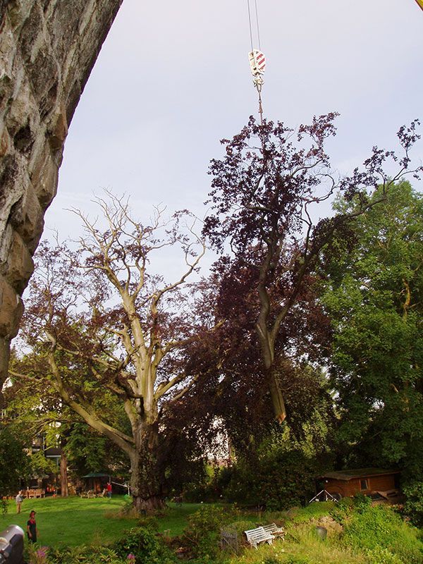 behnke baumpflege