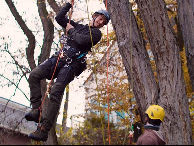 Baumpflege Köln – Ihr Ansprechpartner für gesunde Bäume