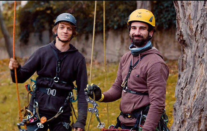 Baumpflege Köln – Ihr Ansprechpartner für gesunde Bäume