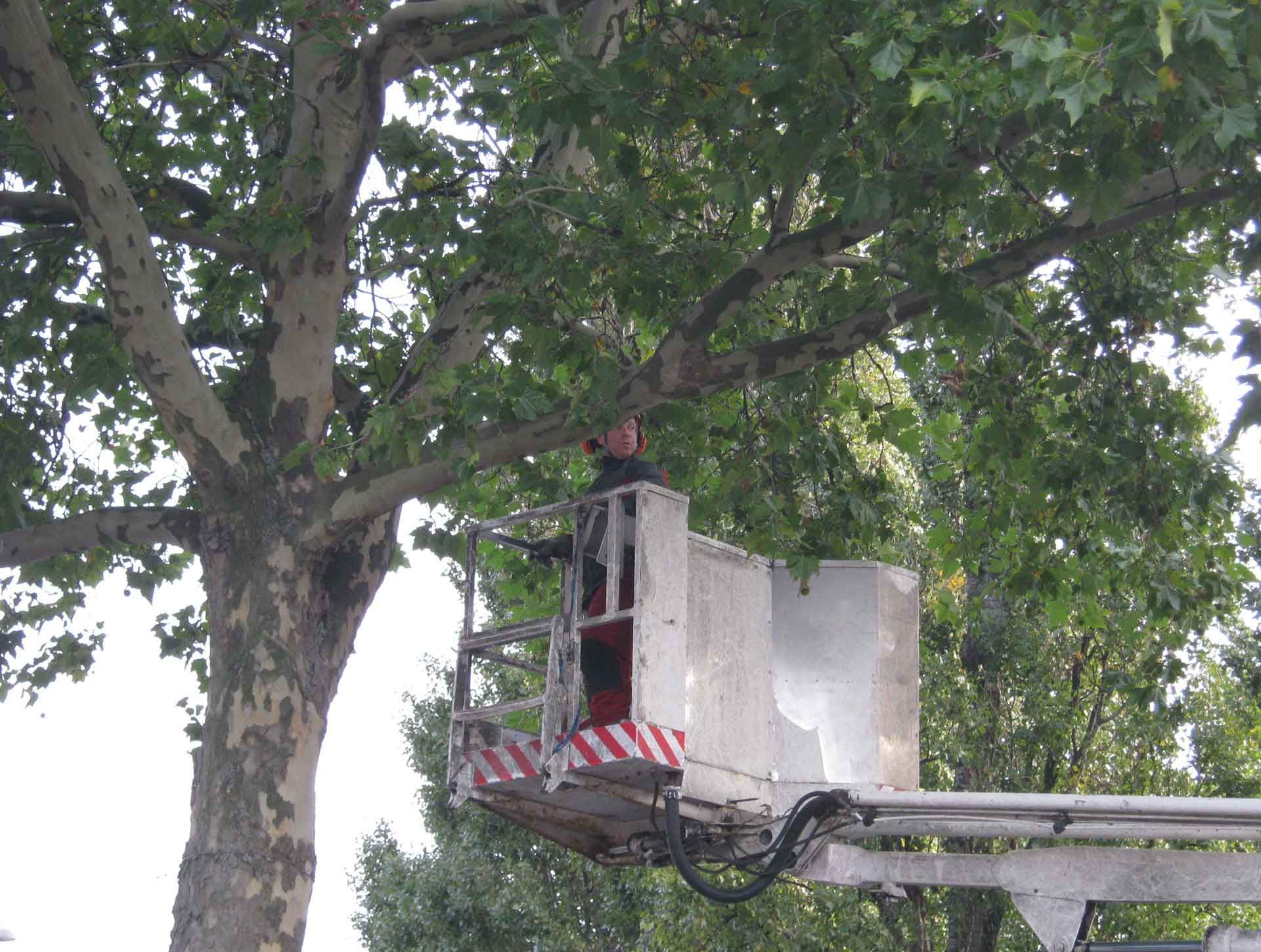 Baumpflege Mönchengladbach