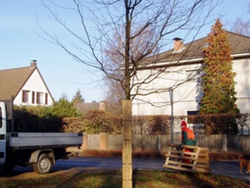 Baumpflege Mönchengladbach