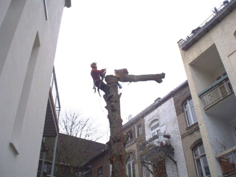 Baumpflege Mönchengladbach