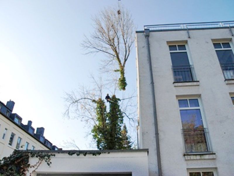 Baumpflege Mönchengladbach