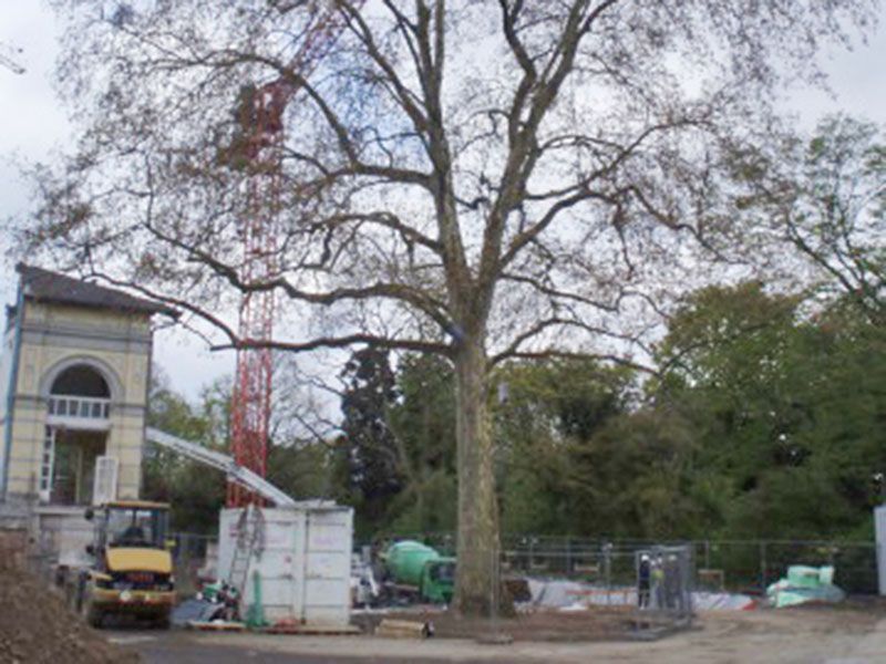 Baumpflege Mönchengladbach