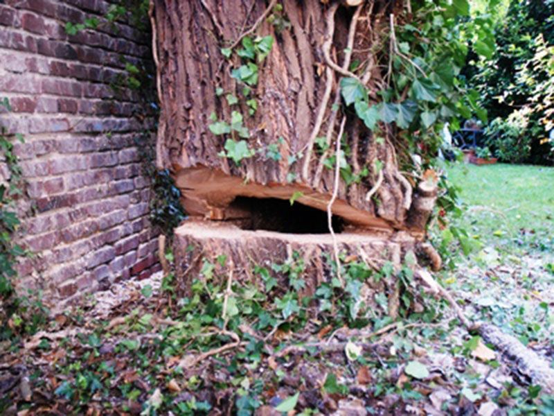 behnke baumpflege