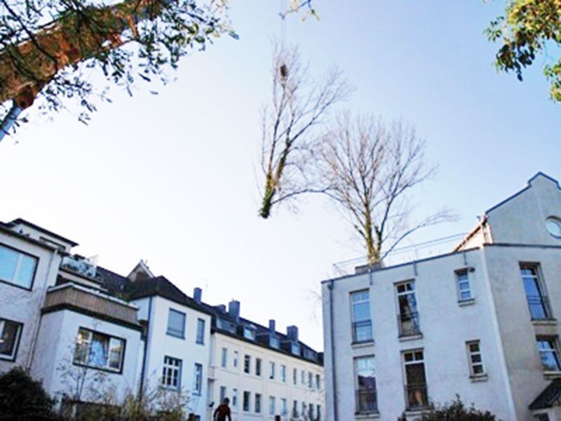 Baumpflege Mönchengladbach