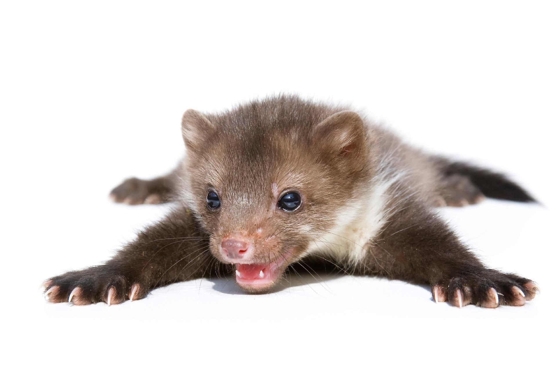 weitere Leistungen, Bild eines Marders