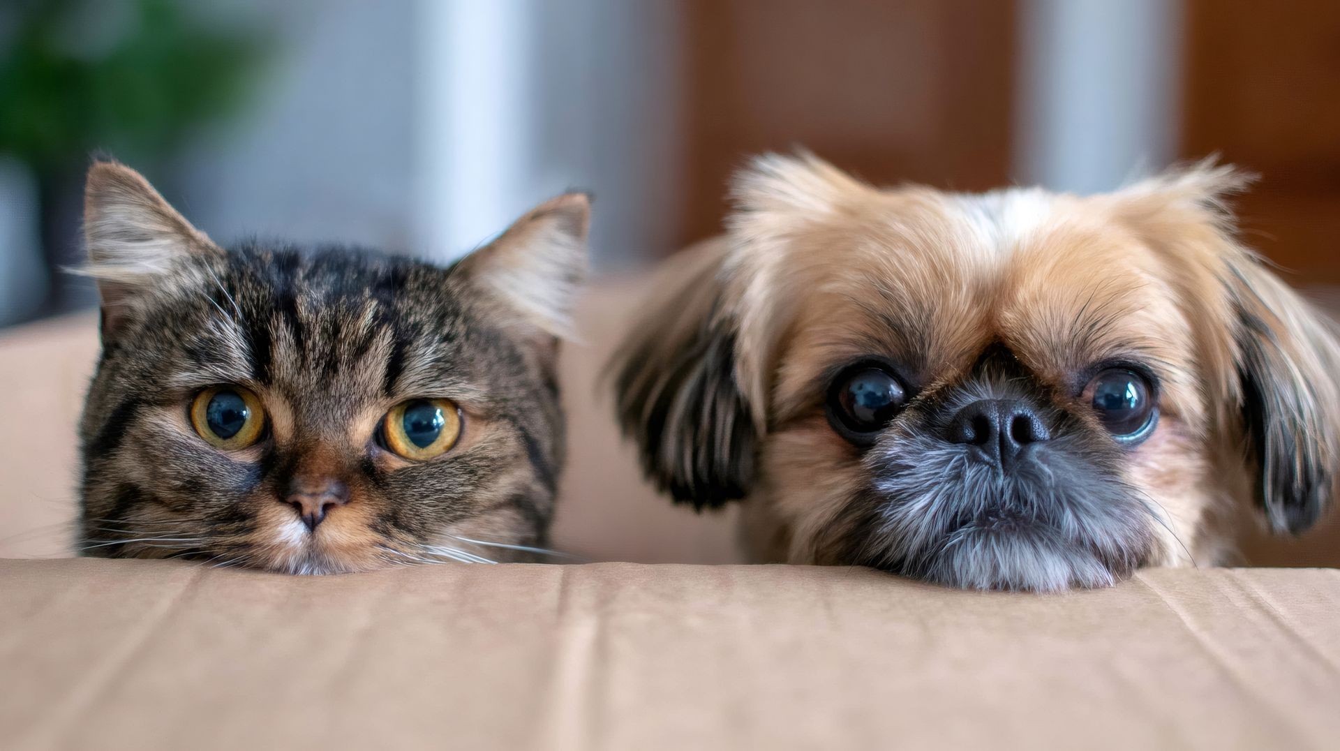 Un chat et un petit chien qui regardent par-dessus le bord d'une boîte en carton.