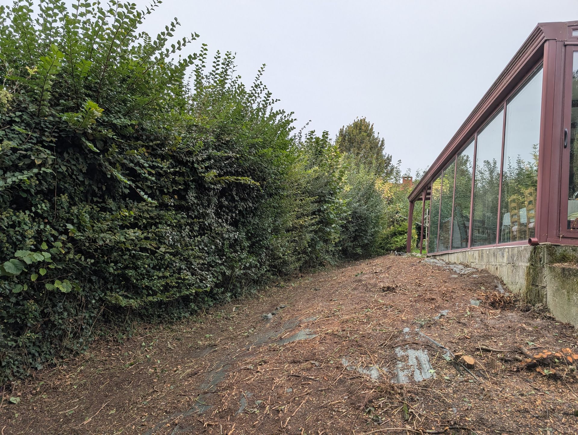 Haie verte près d'un bâtiment aux grandes fenêtres. Sol couvert de feuilles. Ciel couvert.
