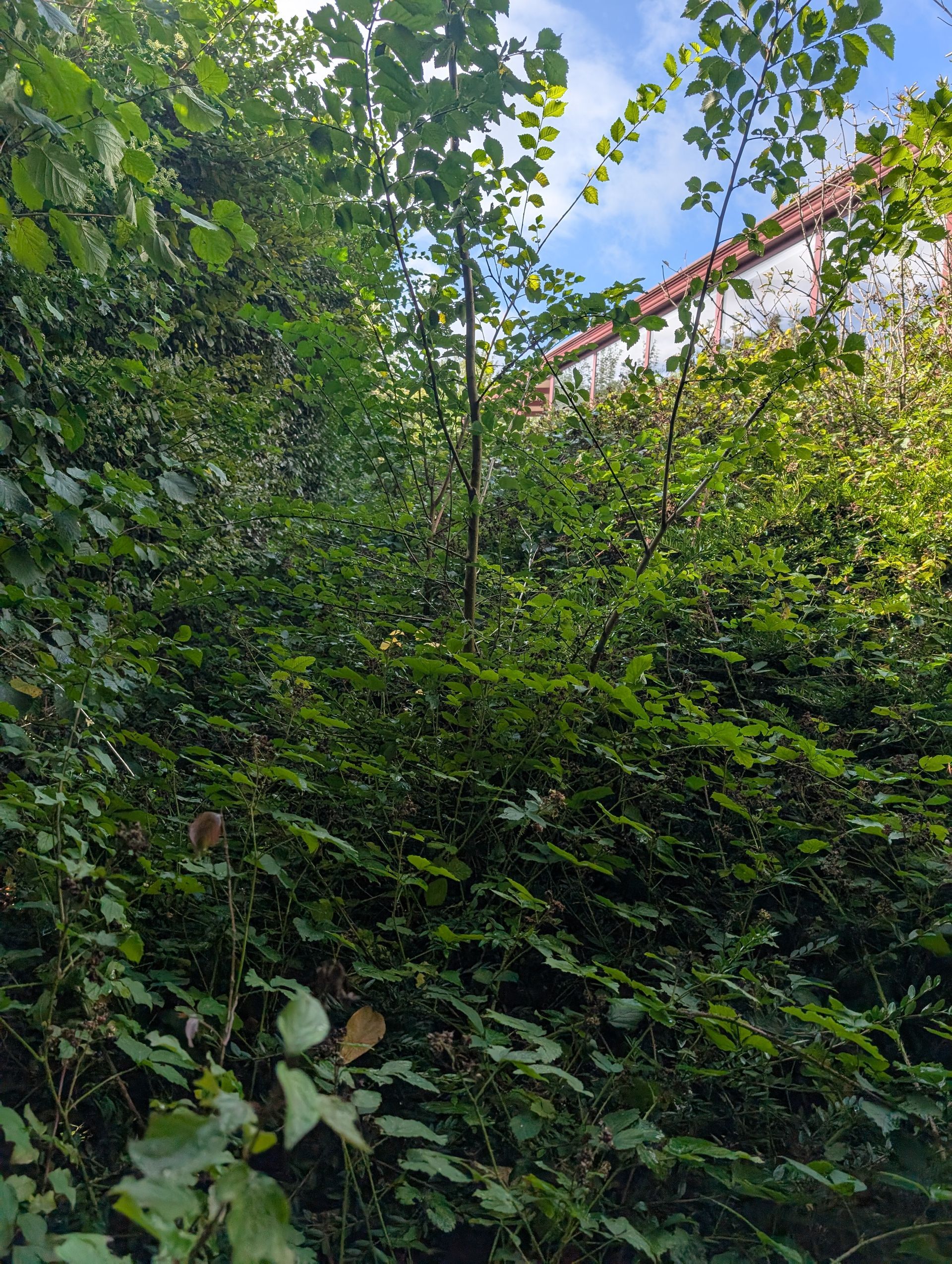 Feuillage vert dense avec un aperçu d'un bâtiment et du ciel au-dessus.