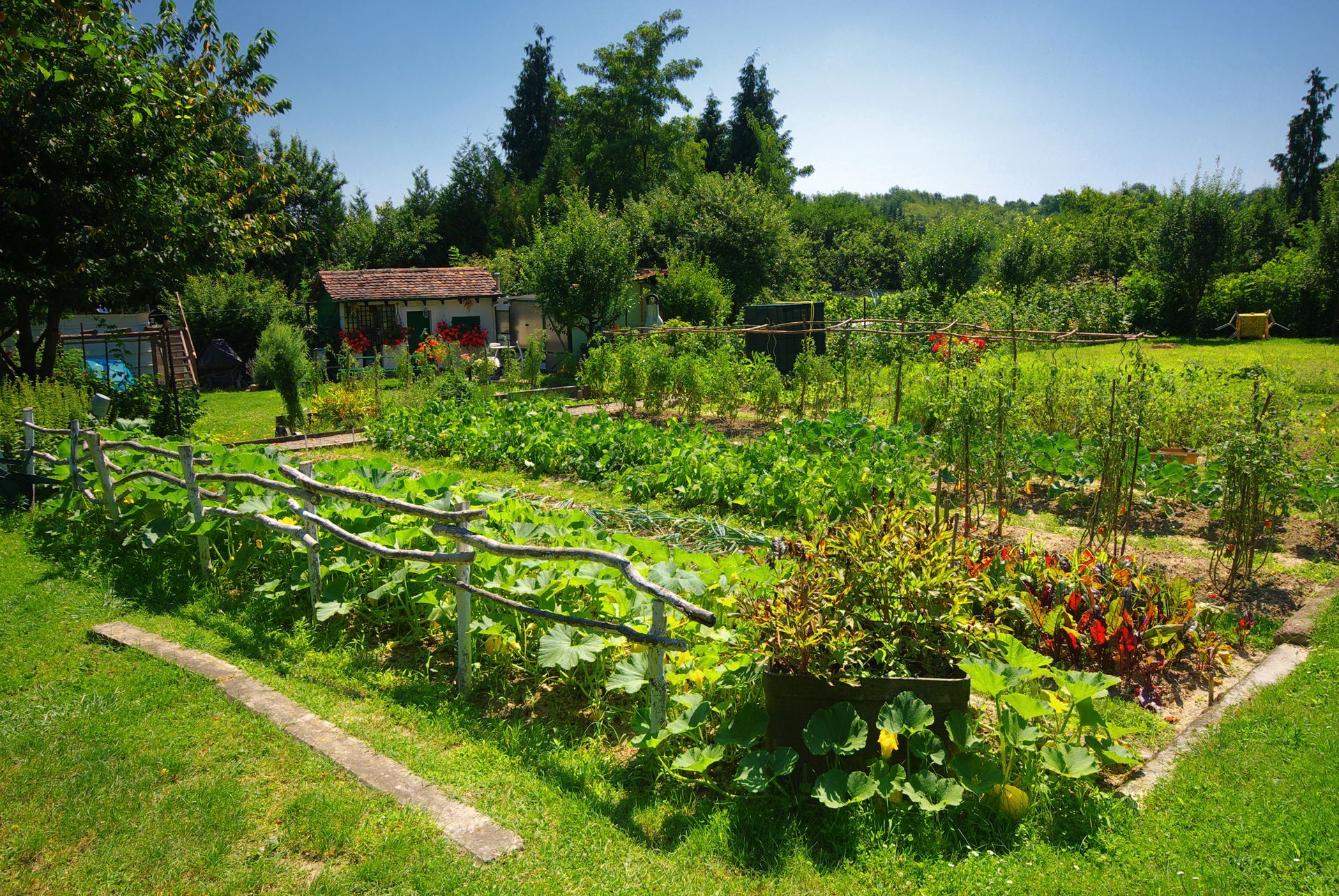 Un potager éclatant, avec une clôture en bois, une végétation luxuriante et un petit abri de jardin, sous un ciel d'un bleu éclatant.