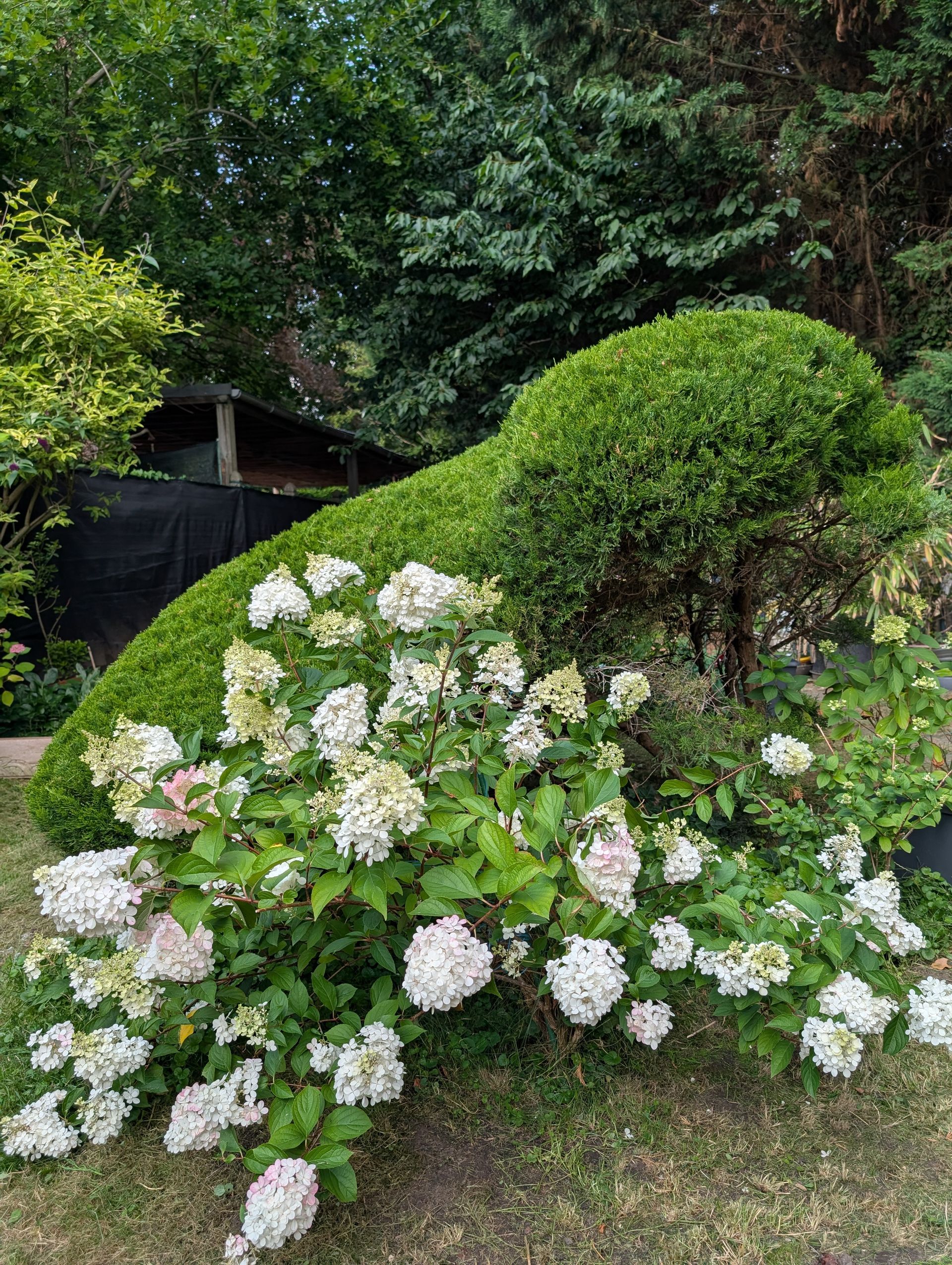 Une topiaire verte en forme de limace, avec des hortensias blancs en fleurs devant. Dans un jardin.