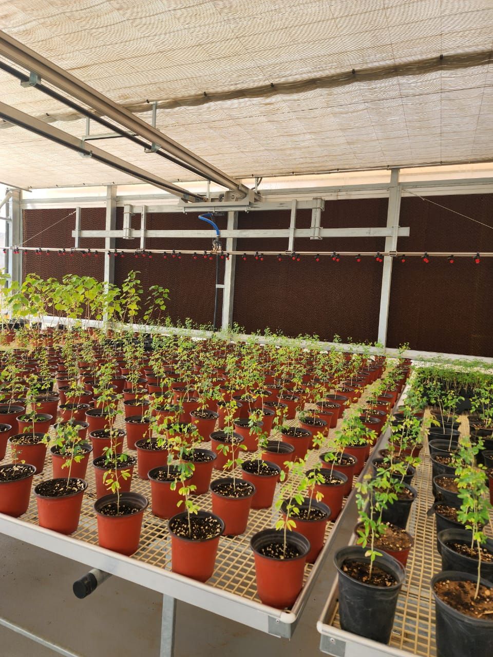 Rows of young plants in a nursery