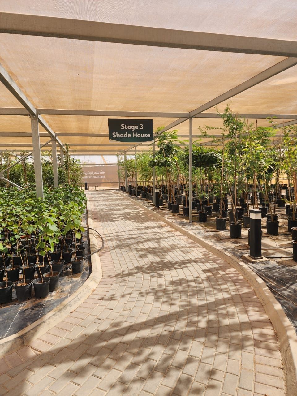 Potted shrubs and trees ready for landscaping