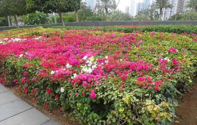 Beautiful residential landscape design with flowers