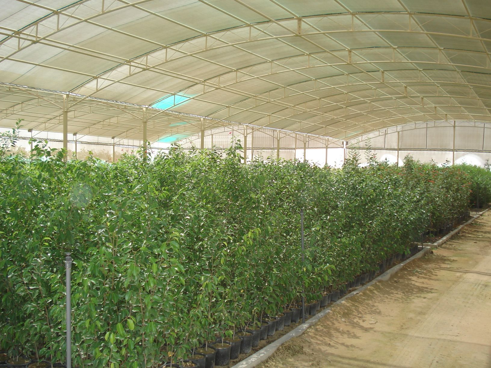 Potted shrubs and trees ready for landscaping