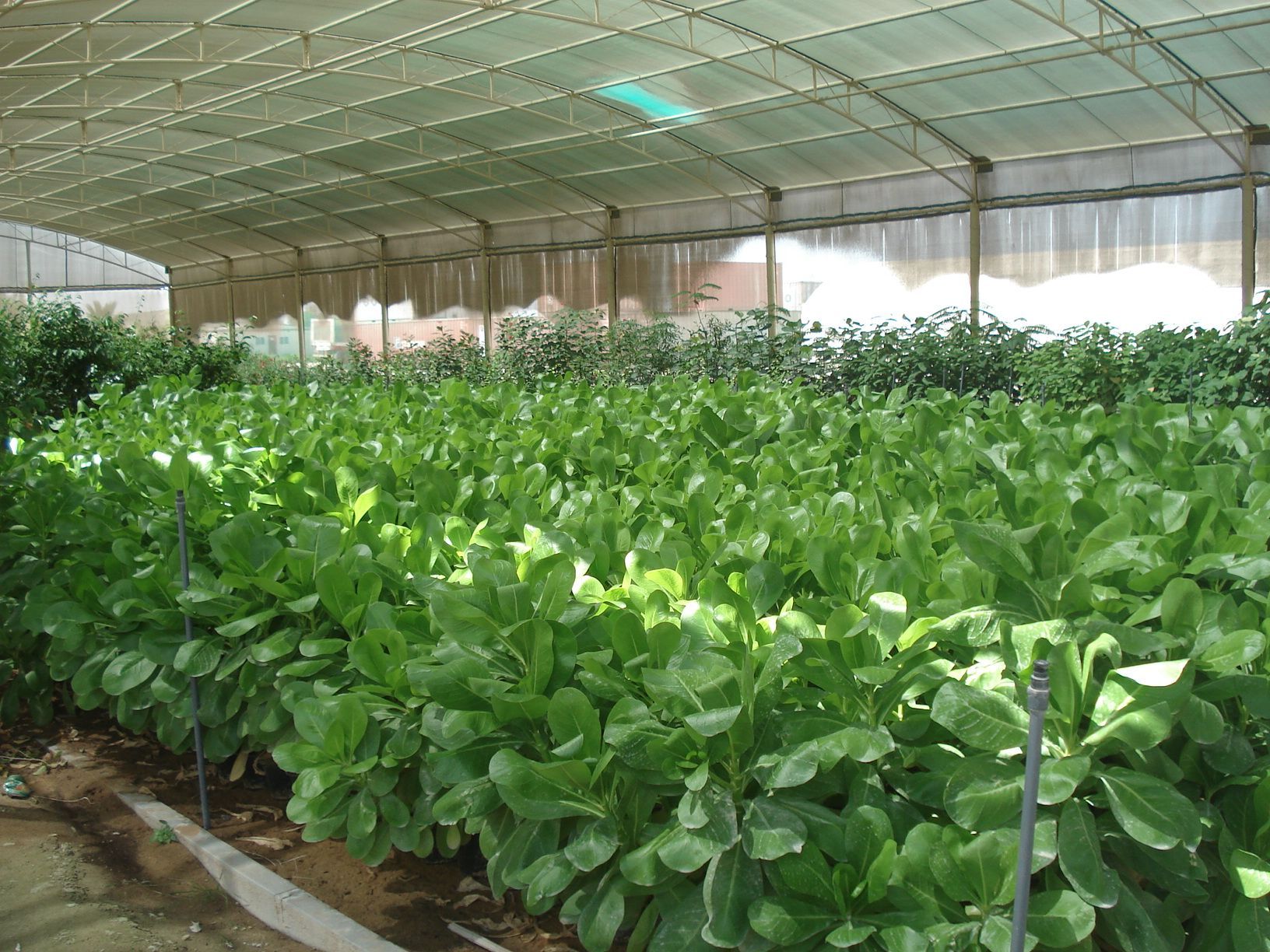 Potted shrubs and trees ready for landscaping