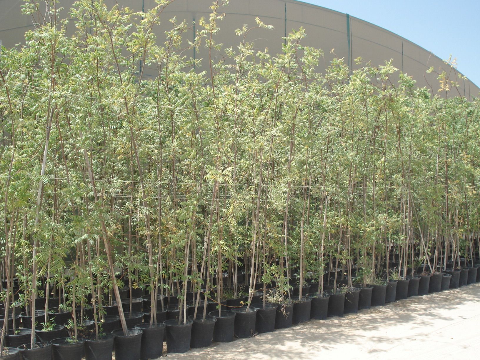 Potted shrubs and trees ready for landscaping